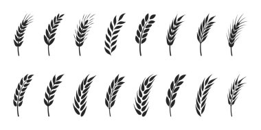 Düz Vektör Tarım Buğdayı, Gevrek Kulağı Simgesi İzole Edildi. Organik buğday, pirinç kulak. Ekmek, Bira Logosu, Paketleme, Tarım Etiketleri, Organik Gıda Konsepti için Tasarım Şablonu.