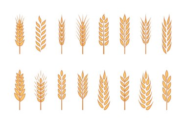 Düz Vektör Sarı Tarım Buğdayı, Gevrek Kulağı Simgesi İzole edildi. Organik buğday, pirinç kulak. Ekmek, Bira Logosu, Paketleme, Çiftçilik Etiketleri, Organik Gıda Konsepti için Tahıl Tasarım Şablonu.