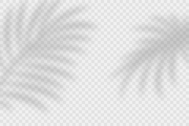 Vektör Şeffaf Gölge Efektleri. Tropik Yapraklar, Palmiye Yaprakları Gölgeler Arkaplanı. Şeffaf Arkaplanda Gölge Örtüleri. Palm Leaf Gölgesi.