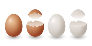 Vektör 3d Gerçekçi Kahverengi ve Beyaz Tavuk Yumurtaları. Kırık Tavuk Yumurtası, Kırık İki Parça, Açılmış Çiğ Tavuk Kapalı Yumurta İzole Edildi. Vektör yumurtalar izole edildi. Ön Görünümde Yarım Yumurta.