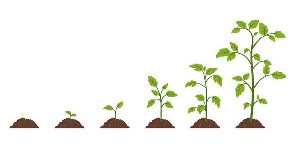 Flat Color Cartoon Vector Plant Growth Stages From Seed To Sprout, Leaf Development, Full-Grown Plant. Green Leaves, Sprouting, Soil, Nature, Agriculture. Concept Of Growth, Development, Farming.