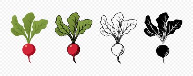 Turp vektörü Renk, Taslak, Vintage ve Düz Biçim olarak ayarlandı. Gıda Paketi Yapraklı Taze Kırmızı Turp, Botanik İllüstrasyon, Organik Pazar Clipart, Çiftlik Sebzeleri, Bahçe Tasarımı ve Tarifi.