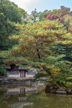 Changdeokgung, 23 Ekim 2021 'de Seul Güney Kore' de sonbaharda Joseon hanedanlığının kraliyet sarayı.
