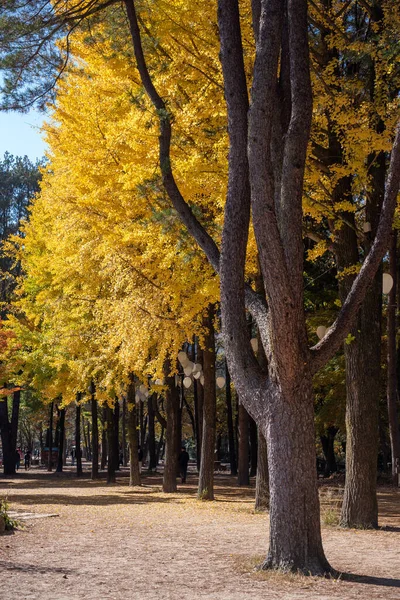 Красивый Остров Намисем Реке Хан Южной Корее Течение Осеннего Сезона — стоковое фото