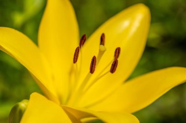 Canlı sarı bir zambak çiçeğinin Macro 'ya yakın çekimi, polen üzerine özenli bir odaklanma ile çiçek açıyor.