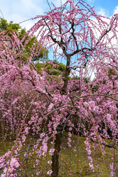 Plum trees blossoming in early spring in Japan in February 2024