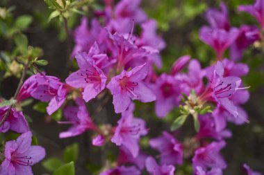 Rododendron mukozası, Kore rhododendron gül ağacı Azalea baharda açan Güney Kore 'de çiçek.