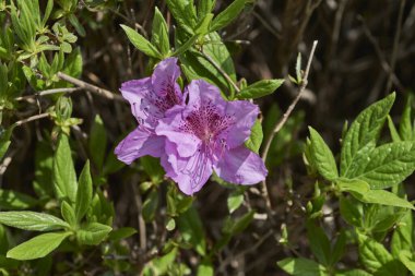 Rododendron mukozası, Kore rhododendron gül ağacı Azalea baharda açan Güney Kore 'de çiçek.