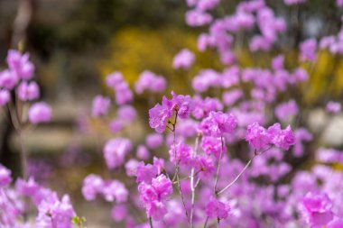 Rododendron mukozası, Kore rhododendron gül ağacı Azalea baharda açan Güney Kore 'de çiçek.