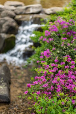 Rododendron mukozası, Kore rhododendron gül ağacı Azalea baharda açan Güney Kore 'de çiçek.