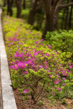 Rhododendron mucronulatum, Korean rhododendron rosebay Azalea shrub flowers blooming in spring in South Korea clipart