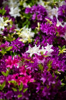 Rododendron mukozası, Kore rhododendron gül ağacı Azalea baharda açan Güney Kore 'de çiçek.