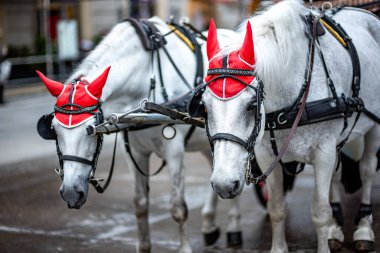 2 Mayıs 2023 'te Avusturya' nın başkenti Viyana 'daki İspanyol Binicilik Okulu' nda eğitilmiş Beyaz Lipizzaner turist at arabaları.