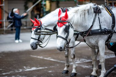 2 Mayıs 2023 'te Avusturya' nın başkenti Viyana 'daki İspanyol Binicilik Okulu' nda eğitilmiş Beyaz Lipizzaner turist at arabaları.