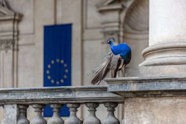 Peacock at Waldstein Garden and baroque Wallenstein Palace that houses the Senate of the Czech Republic, in Mala Strana, Prague, Czechia clipart