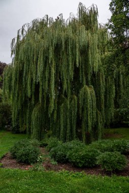 Çek Cumhuriyeti 'nin başkenti Prag' ın Mala Strana semtinde Vojanovy Sady halk bahçesi. Prag 'ın en eski bahçelerinden biri.