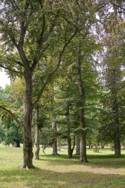 Stromovka Royal Game Reserve, Çek Cumhuriyeti 'nin başkenti Prag' ın Bubenec ilçesinde büyük bir park.