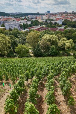 Vineyard Gazebo in Grebovka Havlickovy sady gardens in Vinohrady district in Prague, capital of Czech Republic clipart