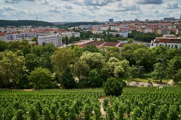 stock image Vineyard Gazebo in Grebovka Havlickovy sady gardens in Vinohrady district in Prague, capital of Czech Republic