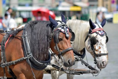 Turist arabaları, Çek Cumhuriyeti 'nin başkenti Prag' ı ziyaret eden turistler için popüler bir gezi biçimi.