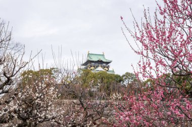 Osaka kale parkı kiraz çiçeği sakura sezonunun ilk sezonunda 18 Şubat 2024 'te Japonya' nın Osaka kentinde.