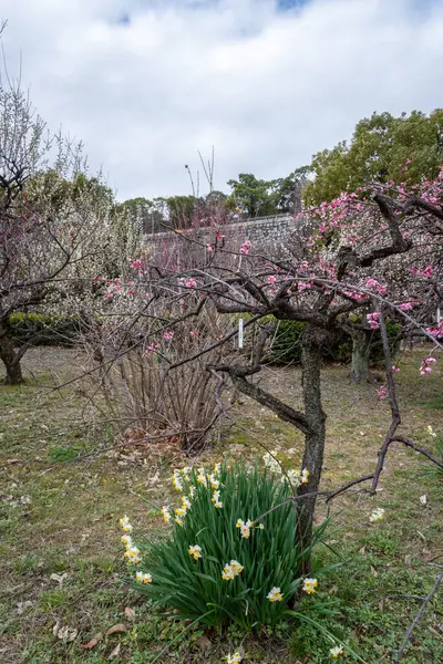 stock image Osaka castle park during the cherry blossom sakura season one in Osaka, Japan on 18 February 2024