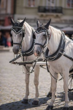 White lipizzaner tourist chariot horses, popular form of sightseeing for tourists visiting Prague, capital of Czech Republic clipart