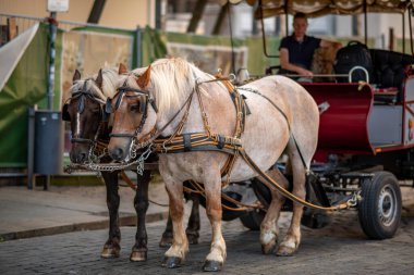 At arabası, 8 Eylül 2024 'te Almanya' nın Saksonya eyaletinin tarihi Dresden ilçesini ziyaret eden turistler için popüler bir gezi biçimi.