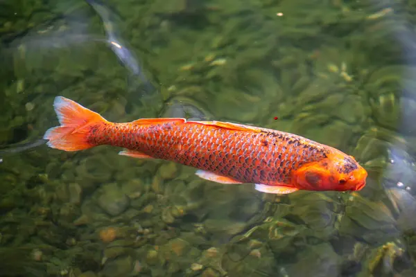 stock image Koi colored carp fish (nishikigoi) swimming in the pond in Japanese garden