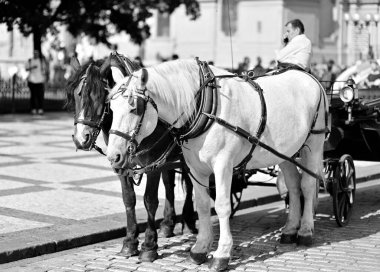 At arabası, 19 Eylül 2024 'te Çek Cumhuriyeti' nin başkenti Prag 'ı ziyaret eden turistler için popüler bir gezi biçimi.