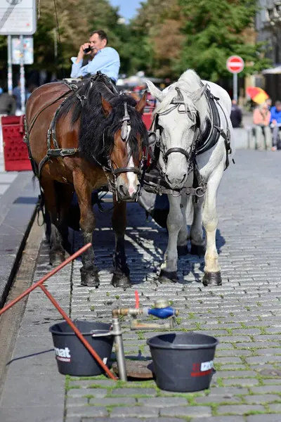 stock image Horse drawn carriage, popular form of sightseeing for tourists visiting Old town of Prague, capital of Czech Republic on 19 September 2024