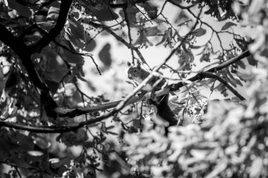 Sonbahar yapraklarıyla bir parkta ağaca tırmanan sincap.