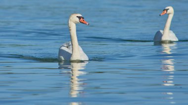 Sırbistan 'ın başkenti Belgrad' daki Tuna Nehri 'nin mavi sularında yüzen zarif beyaz kuğular