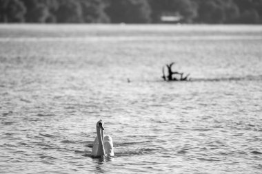 Sırbistan 'ın başkenti Belgrad' daki Tuna Nehri 'nin mavi sularında yüzen zarif beyaz kuğular