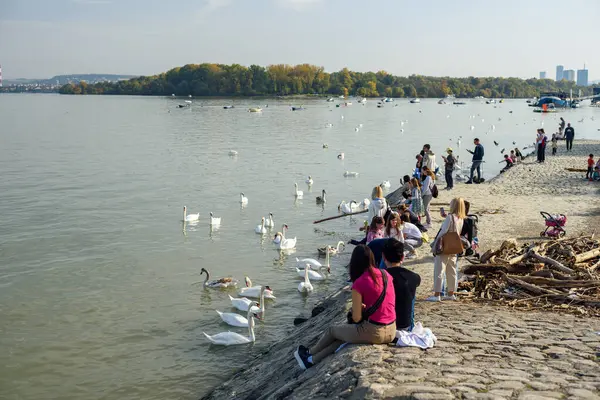 Sırbistan 'ın başkenti Belgrad' daki Tuna Nehri üzerindeki Zemun rıhtımında 27 Ekim 2024 'te insanlar beyaz kuğuları besliyor