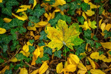 Autumn trees and leaves foliage, Kosutnjak park in Belgrade, capital of Serbia clipart