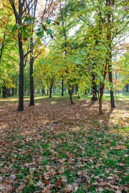 Autumn trees and leaves foliage, Kosutnjak park in Belgrade, capital of Serbia