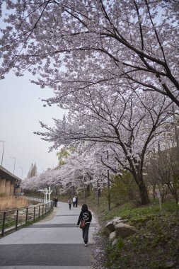 5 Nisan 2024 'te Güney Kore' nin Seul kentindeki Han nehrinde Yeouido parkında çiçek açan kiraz ağaçları.