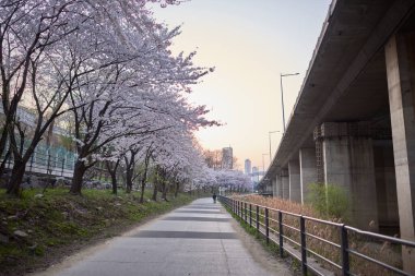 5 Nisan 2024 'te Güney Kore' nin Seul kentindeki Han nehrinde Yeouido parkında çiçek açan kiraz ağaçları.