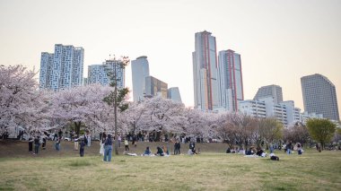 5 Nisan 2024 'te Güney Kore' nin Seul kentindeki Han nehrindeki Yeouido parkında çiçek açan kiraz ağaçlarının keyfini çıkaran insanlar.