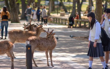 Japonya 'nın Nara kentindeki Nara parkında 12 Mayıs 2024' te Shika senbei adındaki geyikleri besleyen turist.