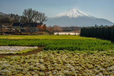 View of Japanese countryside and iconic Mount Fuji in Yamanashi prefecture of Japan clipart