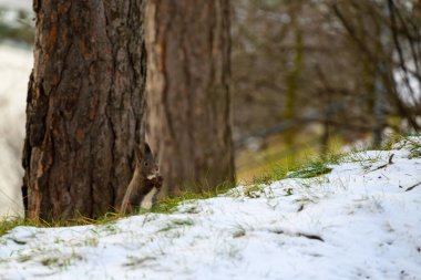 Kış mevsiminde parkta meşe palamudu yiyen sincap.