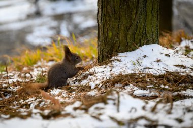 Squirrel eating oak acorn in a park in winter season clipart