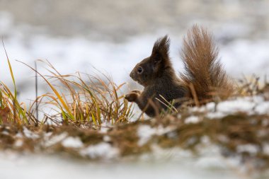 Squirrel eating oak acorn in a park in winter season clipart