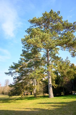 Lednice Şatosu 'ndaki bahçeler, 9 Şubat 2025' te Çek Cumhuriyeti 'nin Lednice kentindeki Güney Moravya bölgesinde UNESCO Dünya Mirası sahası