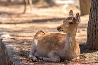 Cute deer in Nara koen park in Nara city in Japan clipart