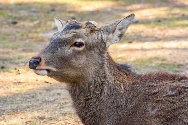 Japonya 'nın Nara şehrindeki Nara koen parkında şirin bir geyik.