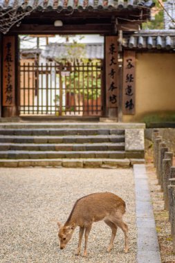 Japonya 'nın Nara şehrindeki Nara koen parkında şirin bir geyik.