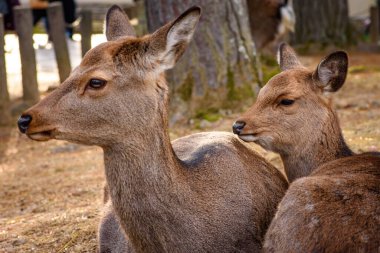 Japonya 'nın Nara şehrindeki Nara koen parkında şirin bir geyik.